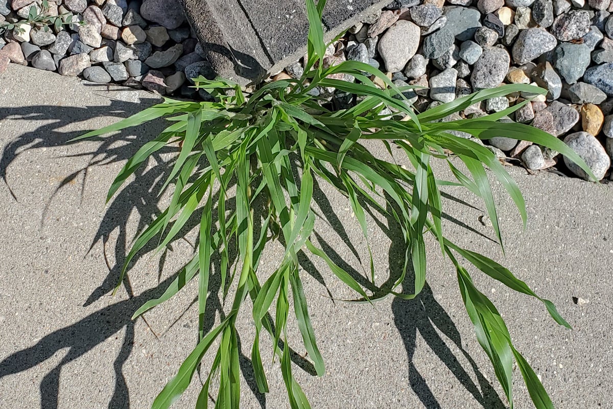 Photo by earl woolsey on iNaturalist (CC BY 4.0) Crabgrass plant with wide flat blades radiating from a single central crown along a driveway edge