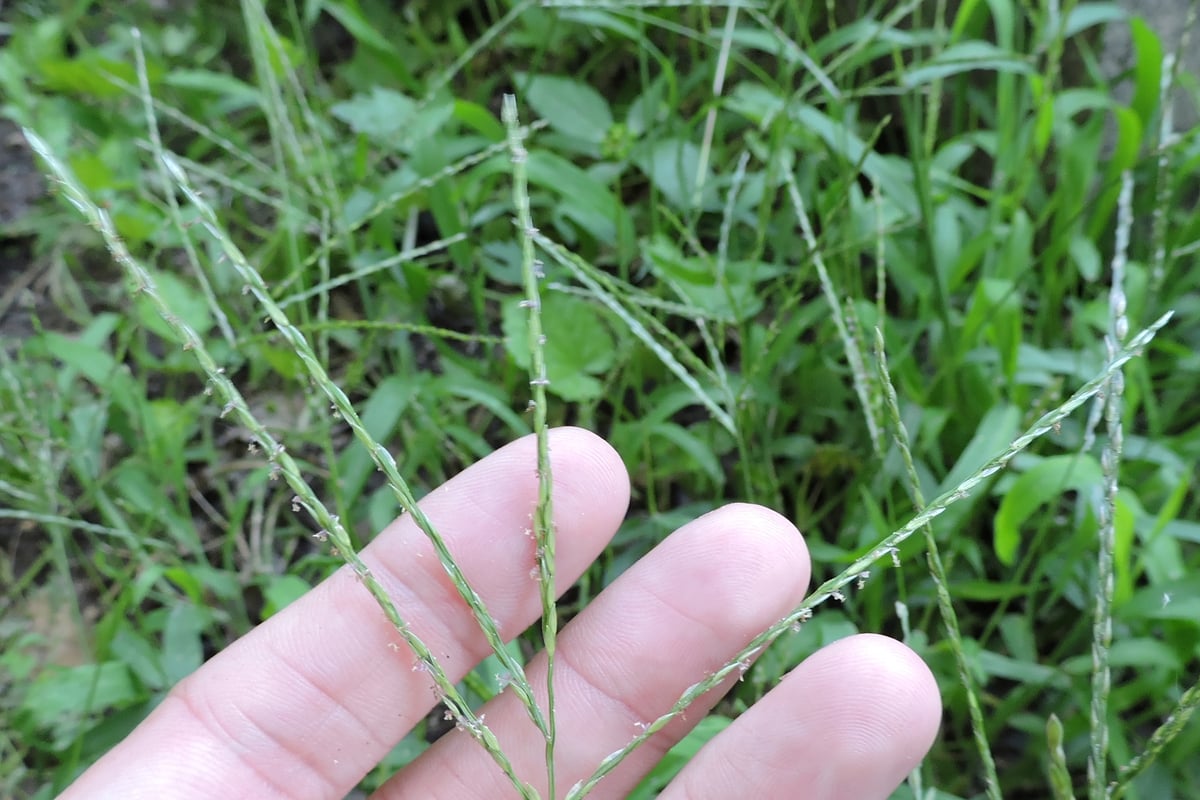 Photo by Sam Kieschnick on iNaturalist (CC BY 4.0) Crabgrass seed heads held in a hand above lawn grass, the most common goosegrass lookalike