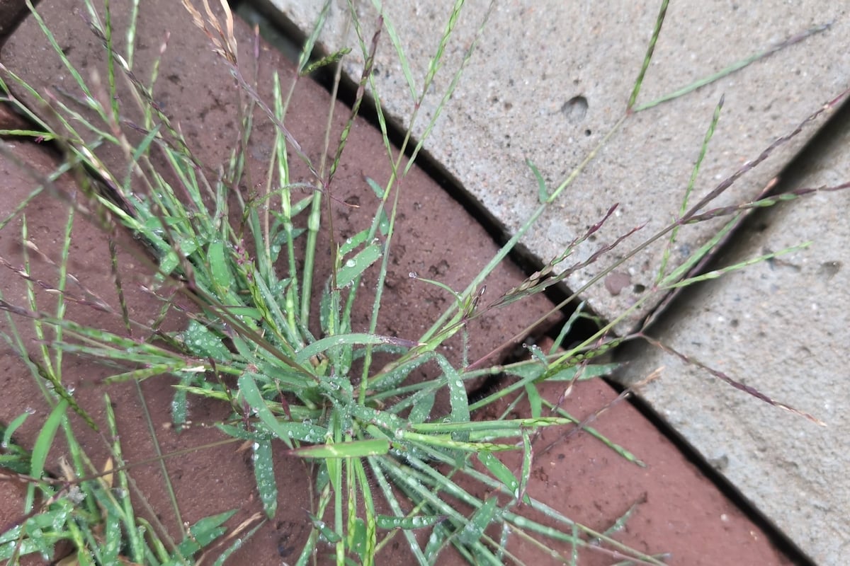 A crabgrass plant radiating from a paving joint with stems spread out like crab legs