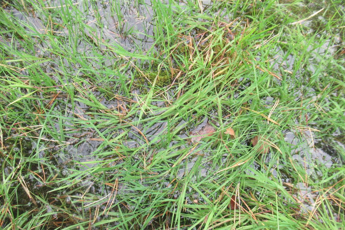 Photo by Сергей on iNaturalist (CC0) Close view of creeping bentgrass showing very fine narrow leaf blades