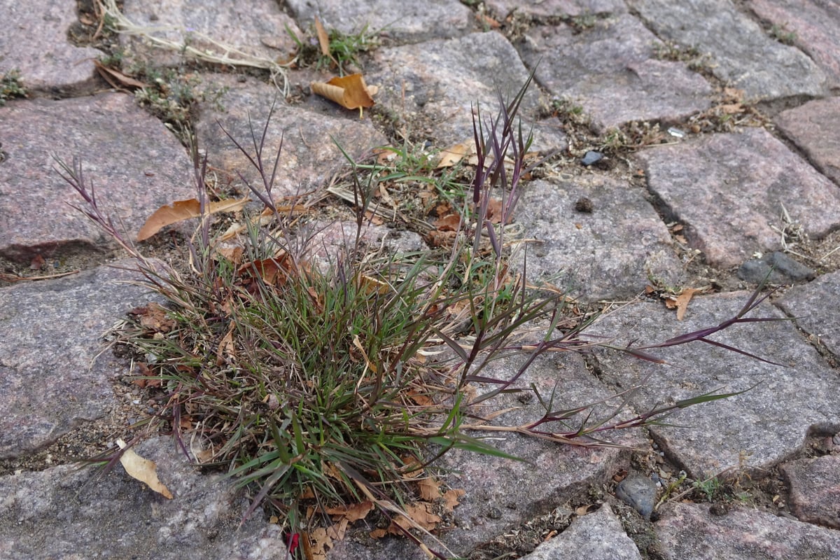 Photo by Robert H. Wardell on iNaturalist (CC0) A creeping bentgrass plant forming a dense low tuft between paving stones