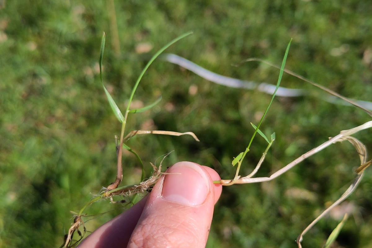 Photo by Jake Dalzell on iNaturalist (CC BY 4.0) Hand holding a creeping bentgrass stolon showing roots at the stem nodes