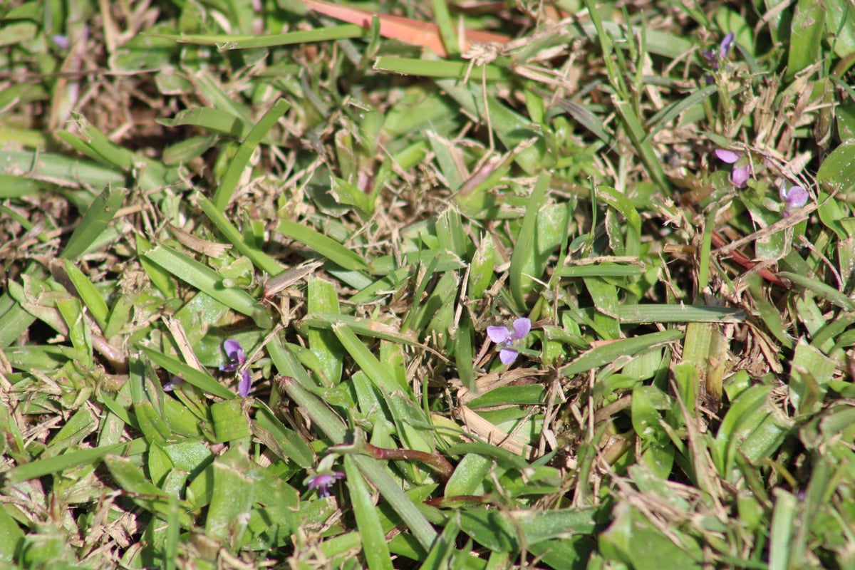 Photo by Sawyer Baran on iNaturalist (CC BY 4.0) Doveweed spreading as a low mat through mowed warm-season turf, with small purple flowers scattered across the patch