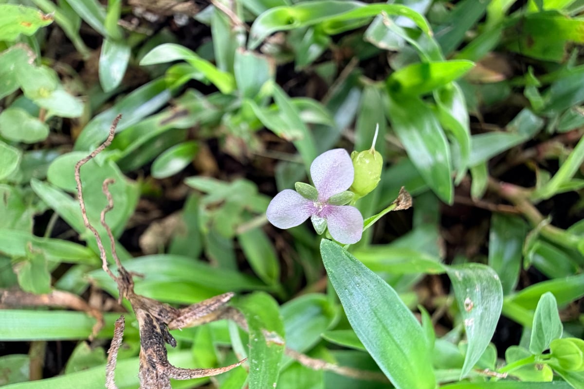 Photo by Melissa Meadows on iNaturalist (CC BY 4.0) Doveweed seen from above, with shiny lance-shaped leaves showing parallel veins and one three-petaled purple flower
