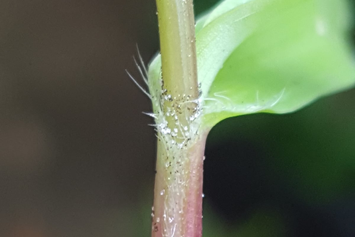Photo by Alex Abair on iNaturalist (CC BY 4.0) Close-up of a doveweed stem node showing the leaf sheath wrapped around the fleshy stem with fine hairs at the sheath opening
