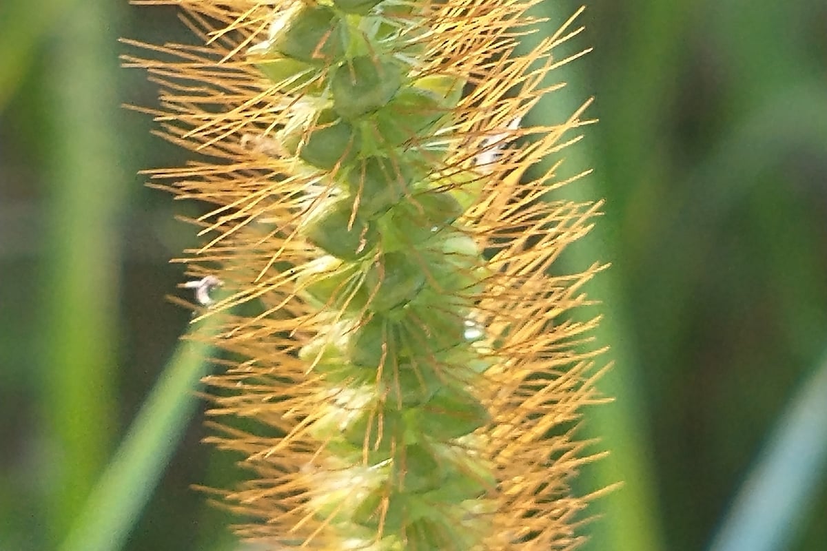 Close view of a yellow foxtail seed head showing the stiff bristles packed between the seeds