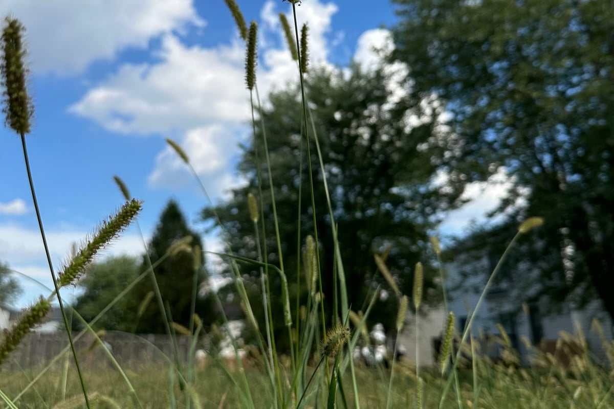 Foxtail seed heads standing above a mowed home lawn