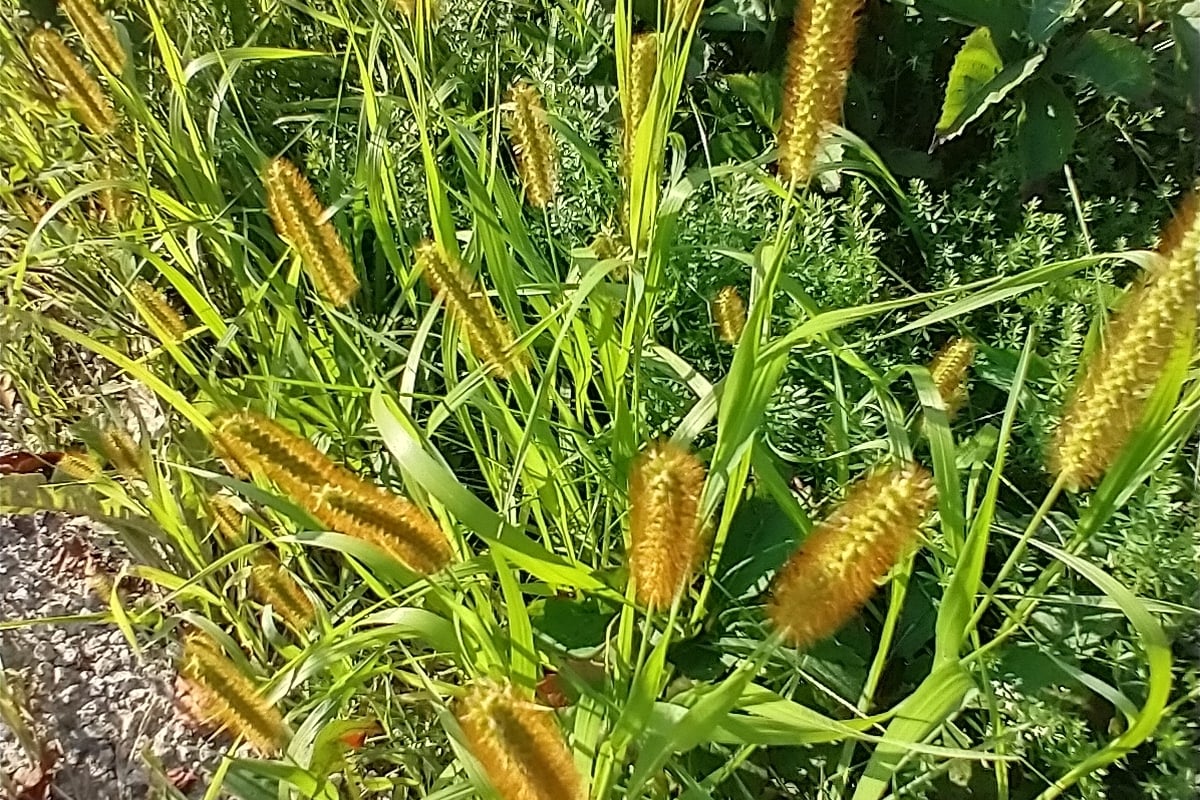 Yellow foxtail plants with several bottlebrush seed heads at the edge of a lawn