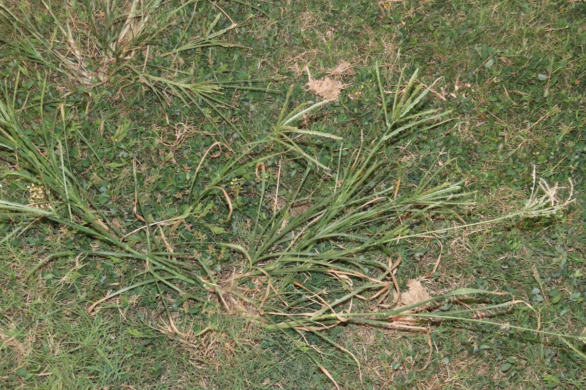 Photo by chiuluan on iNaturalist (CC BY 4.0) Goosegrass growing flat inside a mowed lawn