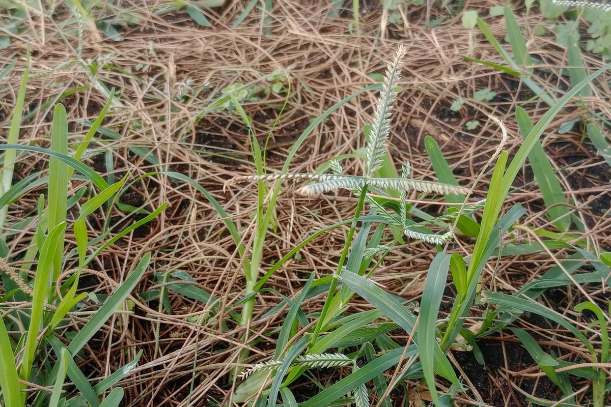 Goosegrass with flattened zipper seed heads, the most common crabgrass lookalike
