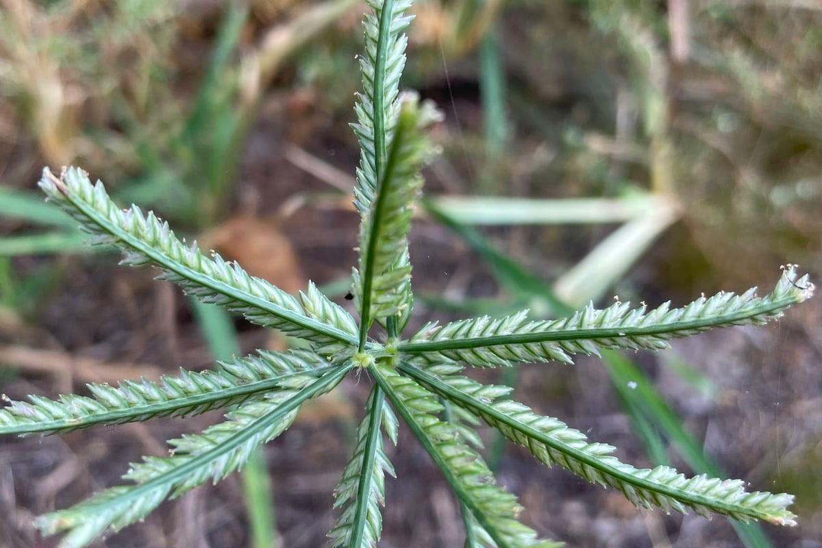 Photo by Becky Dill on iNaturalist (CC0) Goosegrass seed head with several flattened spikes radiating from the stem tip