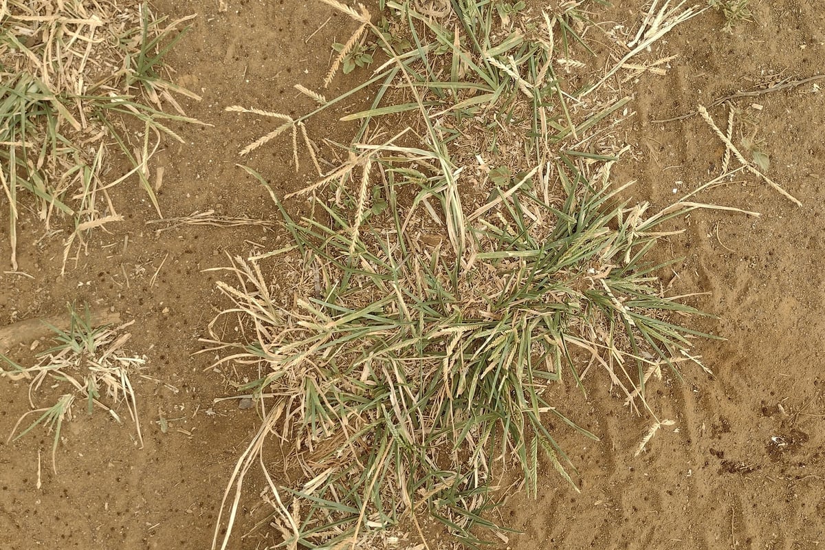 Photo by Kevin Faccenda on iNaturalist (CC BY 4.0) A goosegrass plant pressed flat against bare soil with leaves radiating from one point