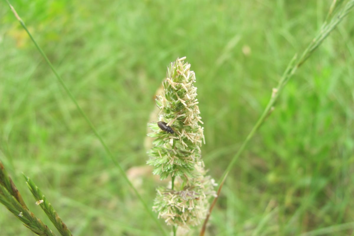 Photo by zebedeugalinha on iNaturalist (CC BY 4.0) An orchardgrass seed stalk rising above short lawn grass