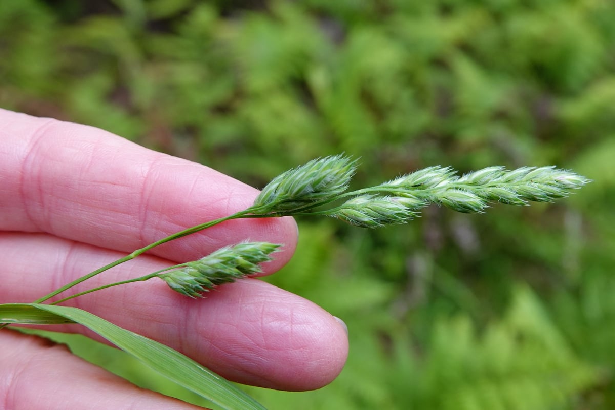Photo by Jacqui Geux on iNaturalist (CC BY 4.0) Hand holding an orchardgrass seed head showing dense one-sided clusters beside a folded flat blade