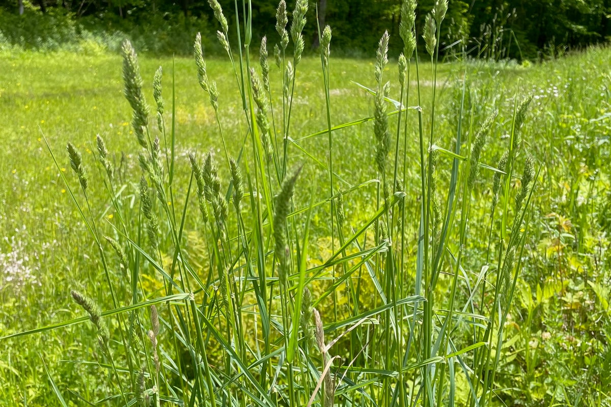 Photo by Tom Scavo on iNaturalist (CC BY 4.0) An orchardgrass clump in flower standing above a mown grass area