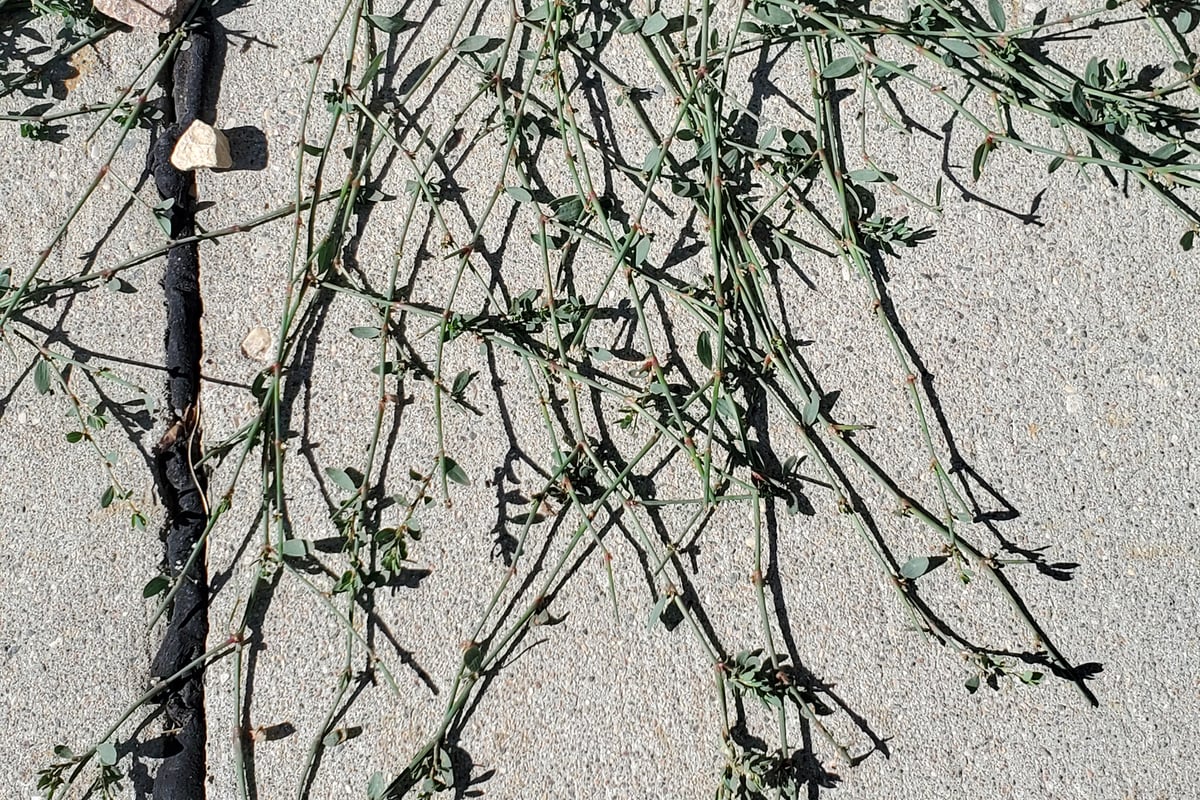 Prostrate knotweed with wiry radiating stems on pavement, the most common spotted spurge lookalike