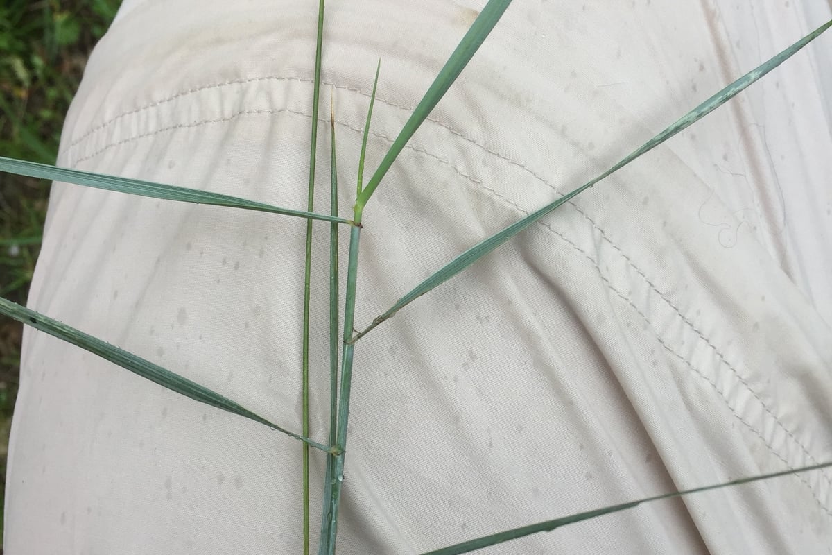 Photo by Andre Hosper on iNaturalist (CC BY 4.0) Close view of a quackgrass leaf base showing two claw-like auricles clasping the stem