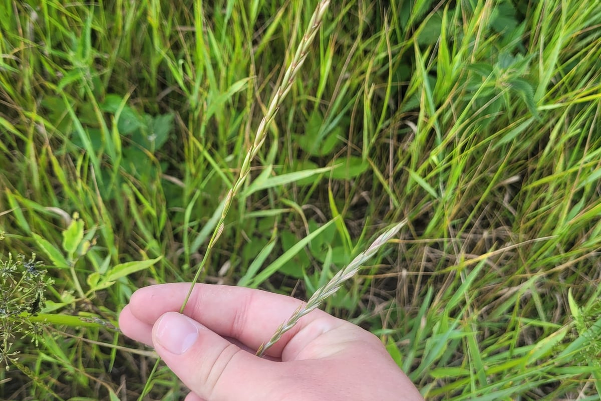 Photo by Dmitriy Bochkov on iNaturalist (CC BY 4.0) A quackgrass seed spike held up among the surrounding grass