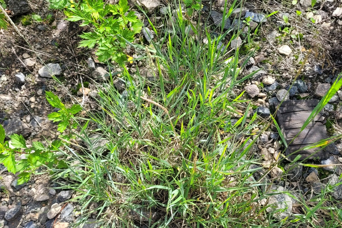 Photo by Dmitriy Bochkov on iNaturalist (CC BY 4.0) A quackgrass plant with coarse blue-green blades growing at the edge of a gravel area
