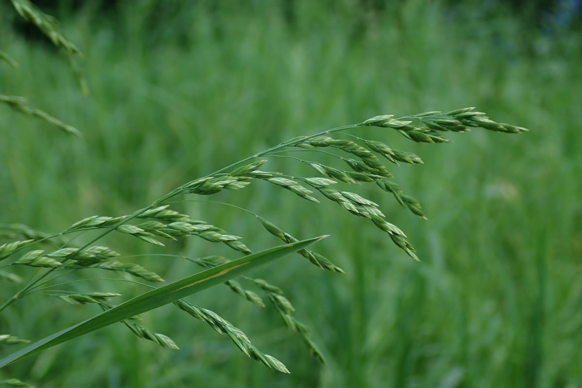 Rough bluegrass seed head arching over a lawn, the most common annual bluegrass lookalike