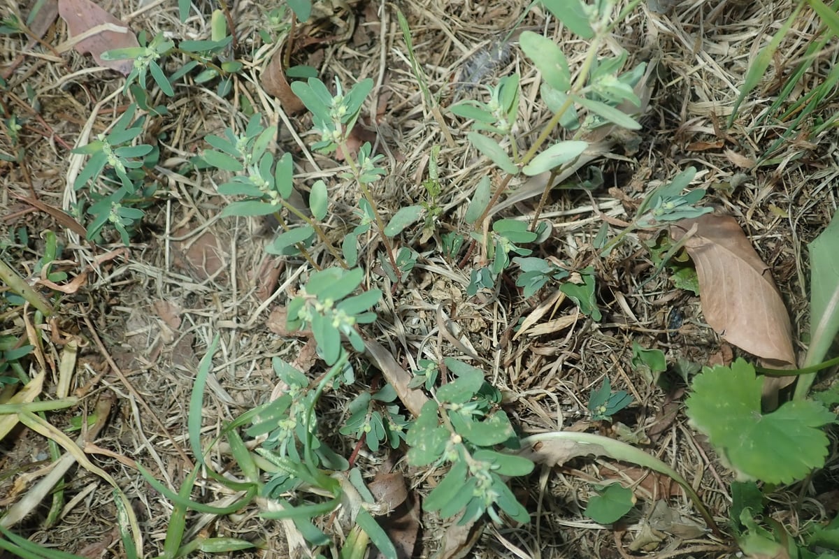 Spotted spurge creeping through thin lawn grass