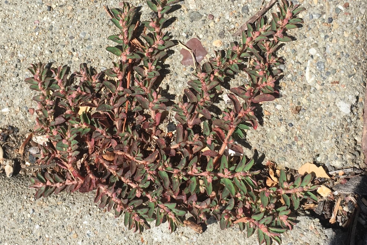 A spotted spurge plant forming a flat radiating mat on pavement