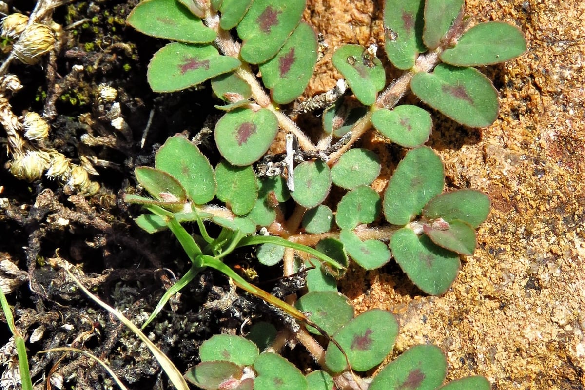 Close view of spotted spurge leaves each showing a dark red blotch on the midrib