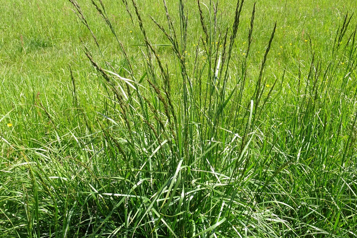 Photo by Robert H. Wardell on iNaturalist (CC0) A tall fescue clump with branched seed heads, the most common orchardgrass lookalike