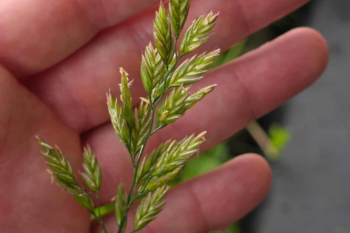 Photo by Matthew Flood on iNaturalist (CC BY 4.0) A tall fescue seed head with branched clusters, the most common quackgrass lookalike