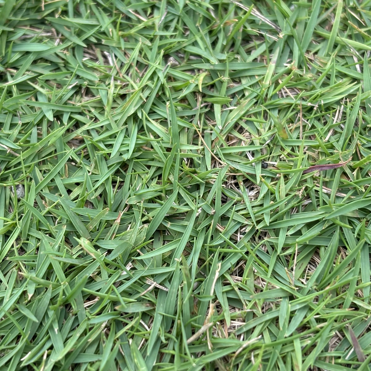 Photo by Gabriel on iNaturalist (CC BY 4.0) Zoysiagrass grass, Stiff, sharply pointed narrow blades