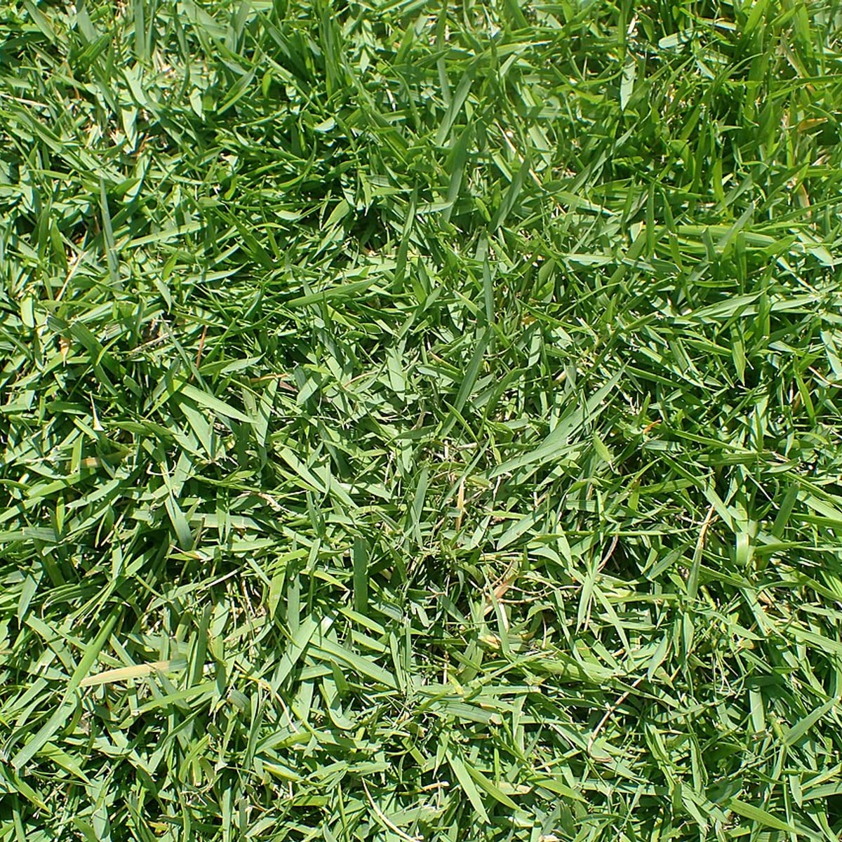 Reference photo of Zoysiagrass, Established lawn