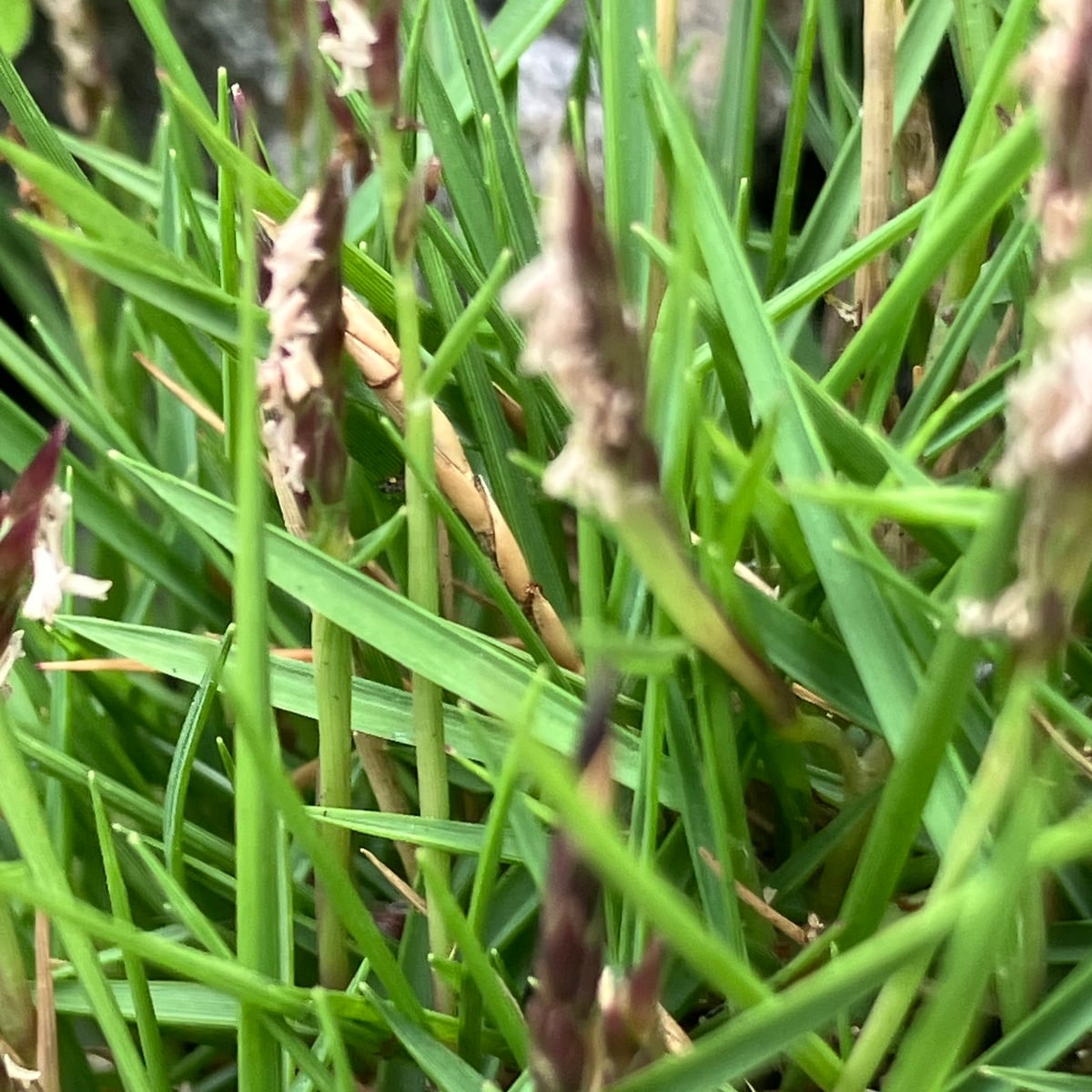 Zoysiagrass grass, Seed head, short spike raceme