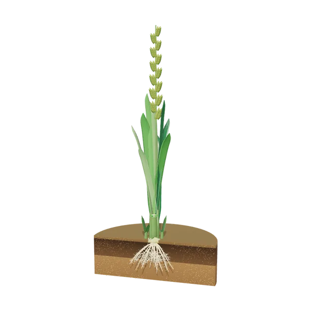 3D model of Annual Ryegrass