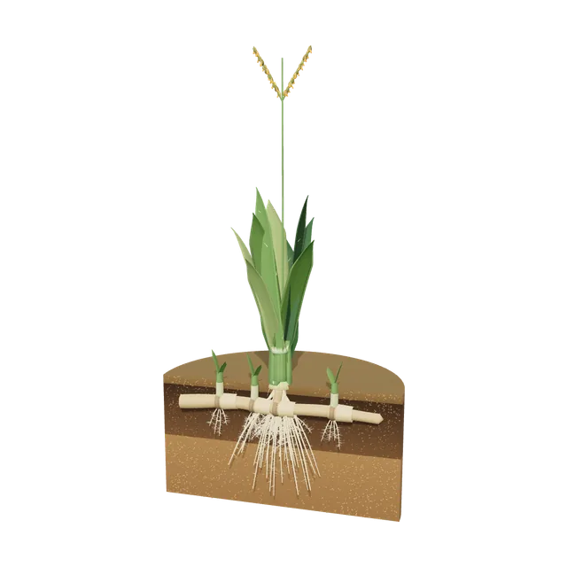3D model of Bahiagrass