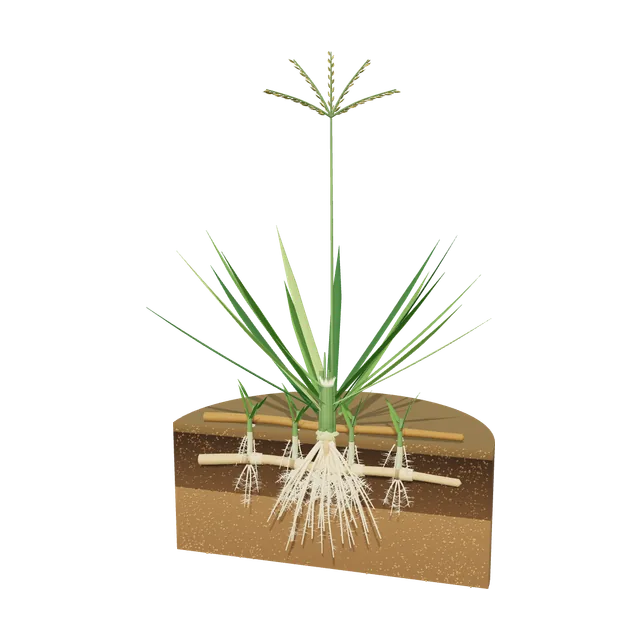 3D model of Bermudagrass