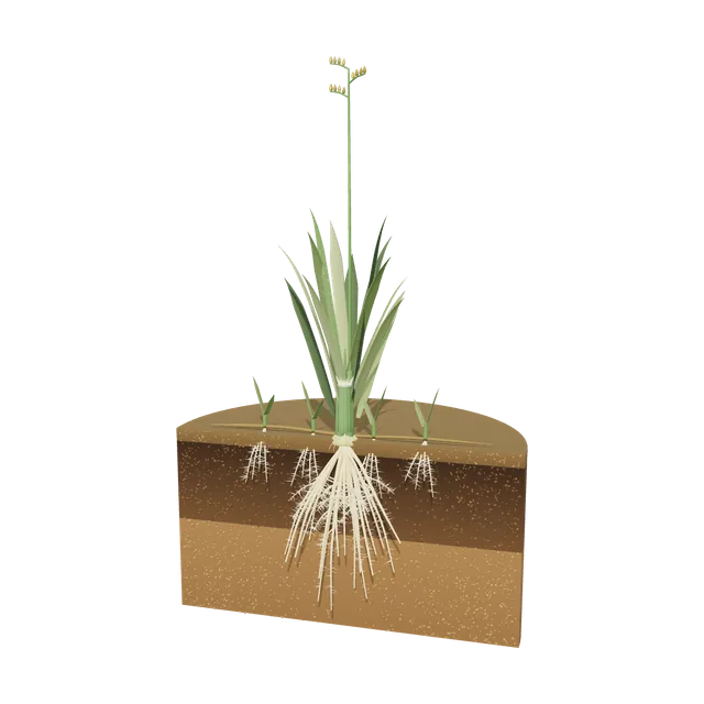 3D model of Buffalograss