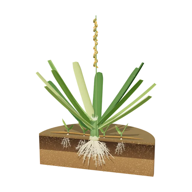 3D model of Centipede Grass