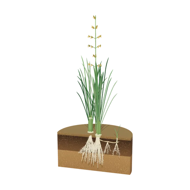 3D model of Fine Fescue