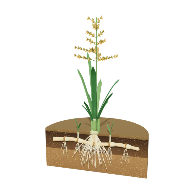 3D model of Kentucky Bluegrass