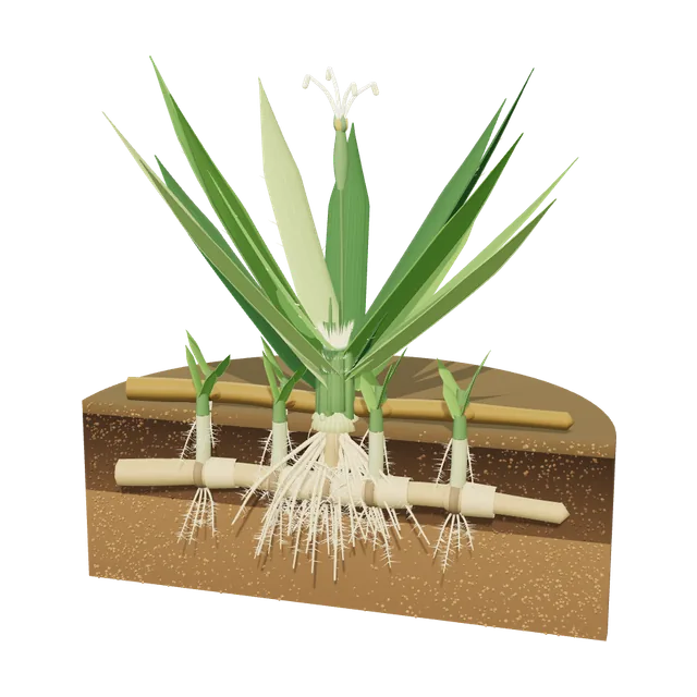 3D model of Kikuyugrass