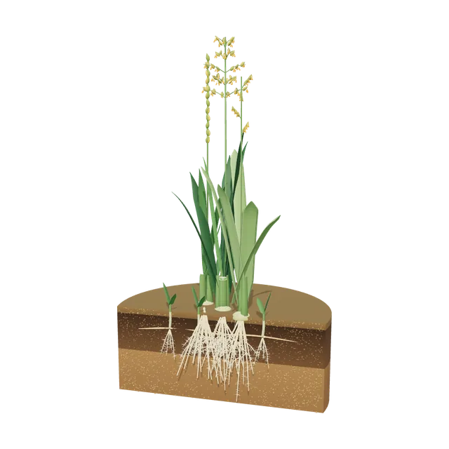3D model of Mixed Cool-Season Blend