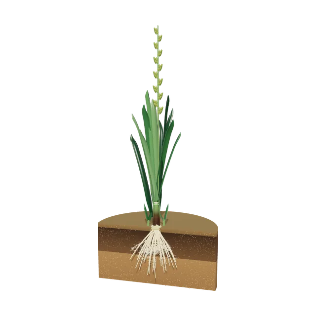 3D model of Perennial Ryegrass