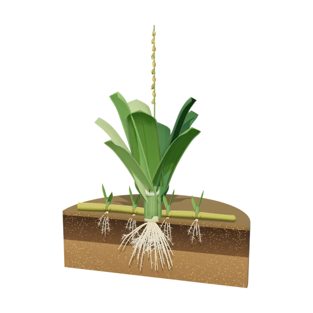 3D model of St. Augustinegrass