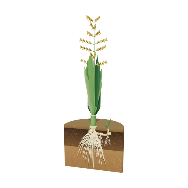 3D model of Tall Fescue