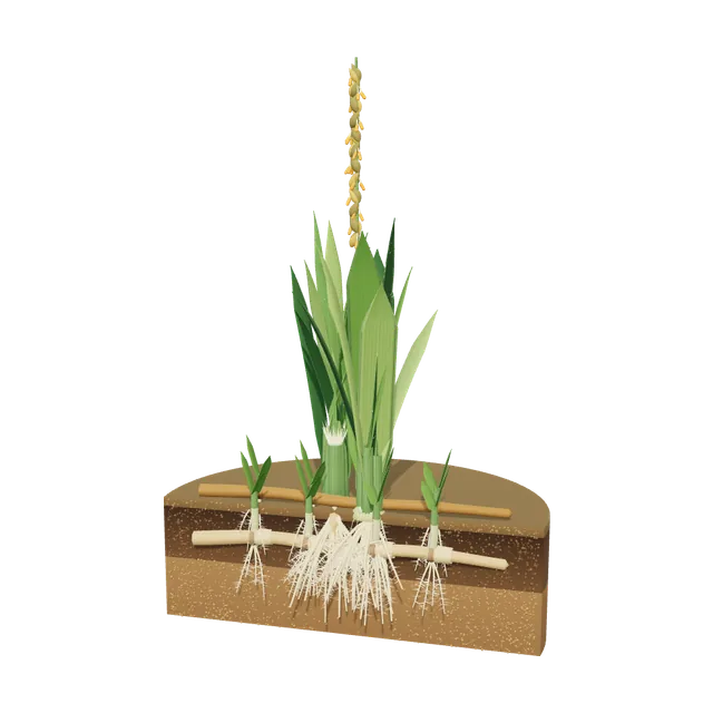 3D model of Zoysiagrass