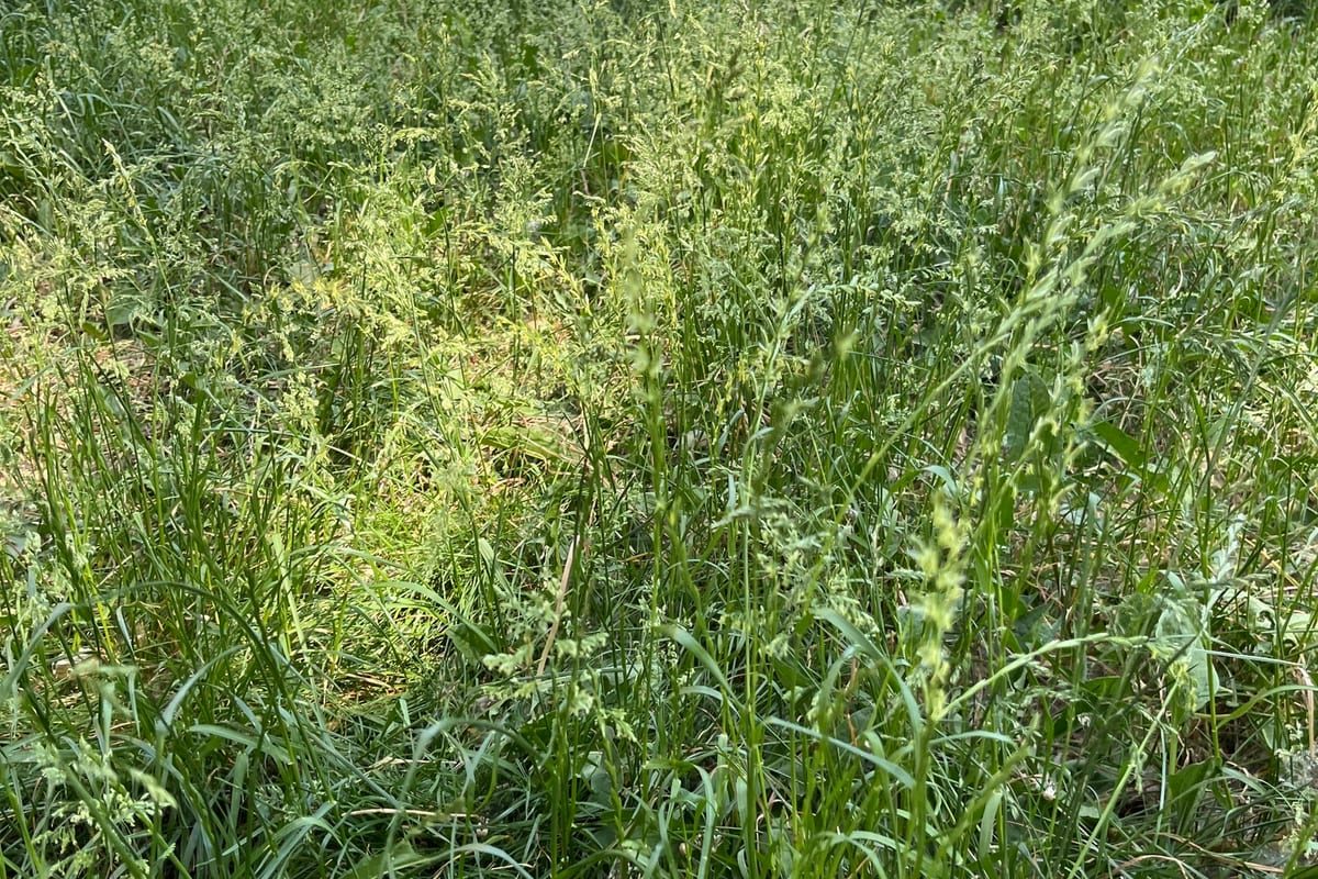 Kentucky Bluegrass (Poa pratensis) growing as a Illinois lawn, close-up of blade texture and growth habit