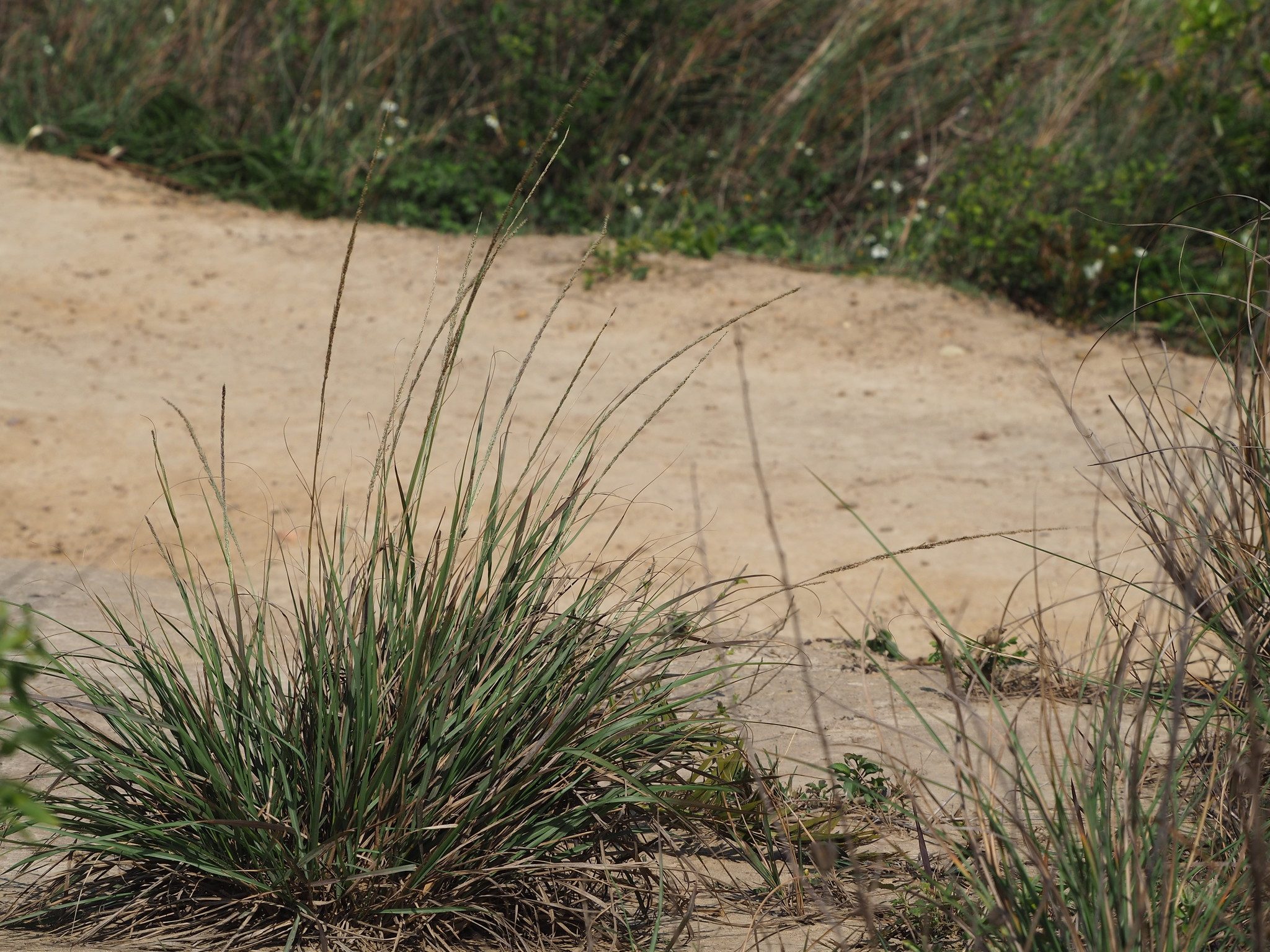 Photo by 葉子 (leaf0605) on iNaturalist (CC0 1.0) A smutgrass clump with narrow flowering stems beside a path.