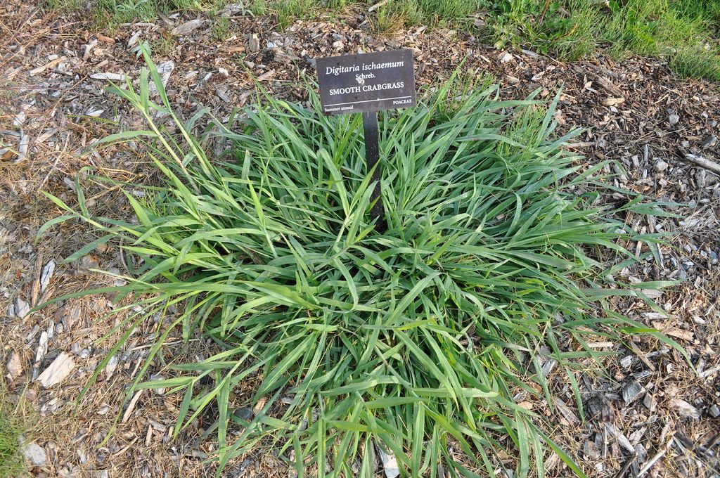 When to Apply Crabgrass Preventer by Zip Code (2026 Spring Guide)