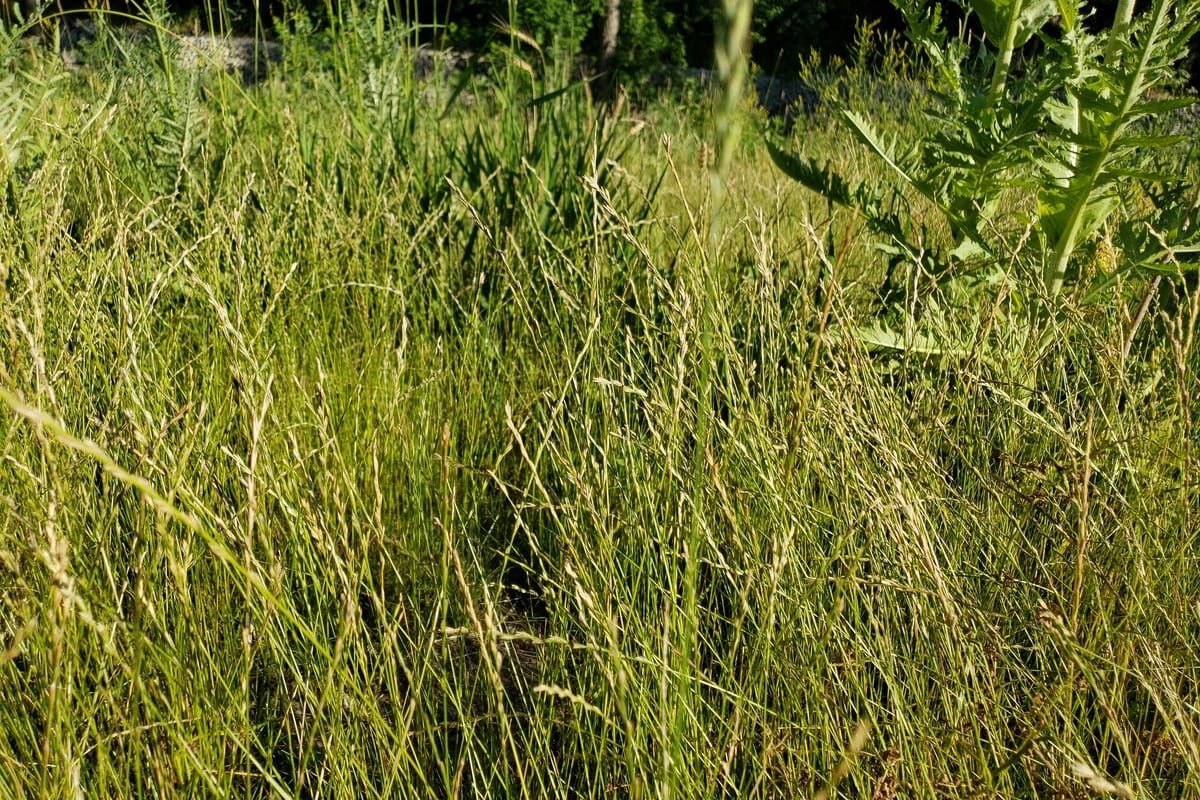 Perennial Ryegrass (Lolium perenne) growing as a Minnesota lawn, close-up of blade texture and growth habit