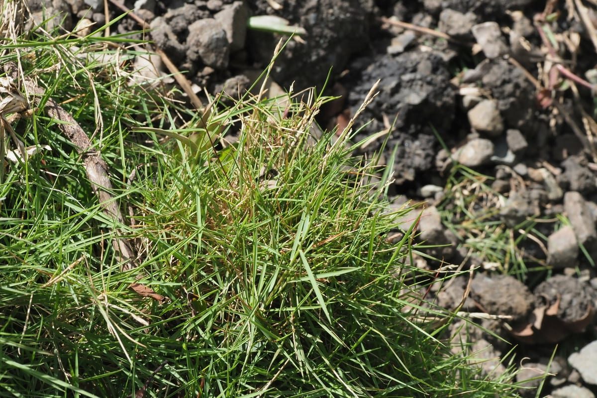 Zoysiagrass (Zoysia japonica) growing as a Nevada lawn, close-up of blade texture and growth habit